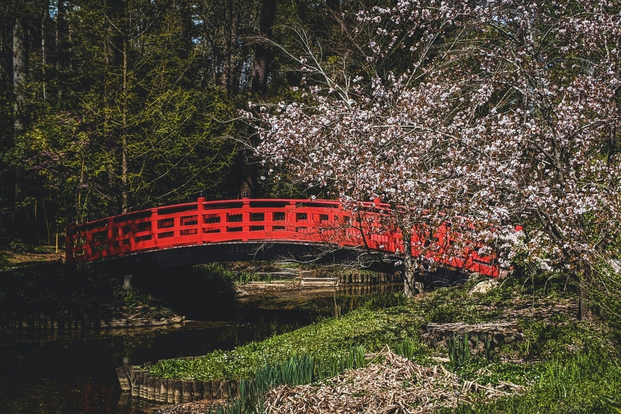 a red bridge over water at the Sarah P. Duke Gardens